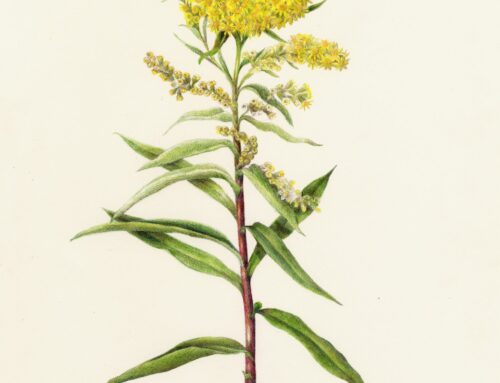 Gardens, Galleries & Goldenrod: Botanical Drawing with Wendy Hollender
