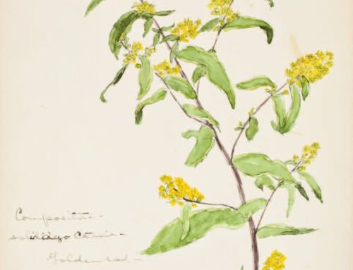 Botanical Exchanges: The Art of Emily Cole and Isabel Charlotte “Downie” Church